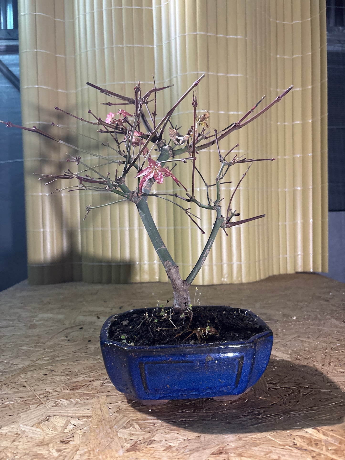 Bonsai 10 Ans Acer palmatum deshojo