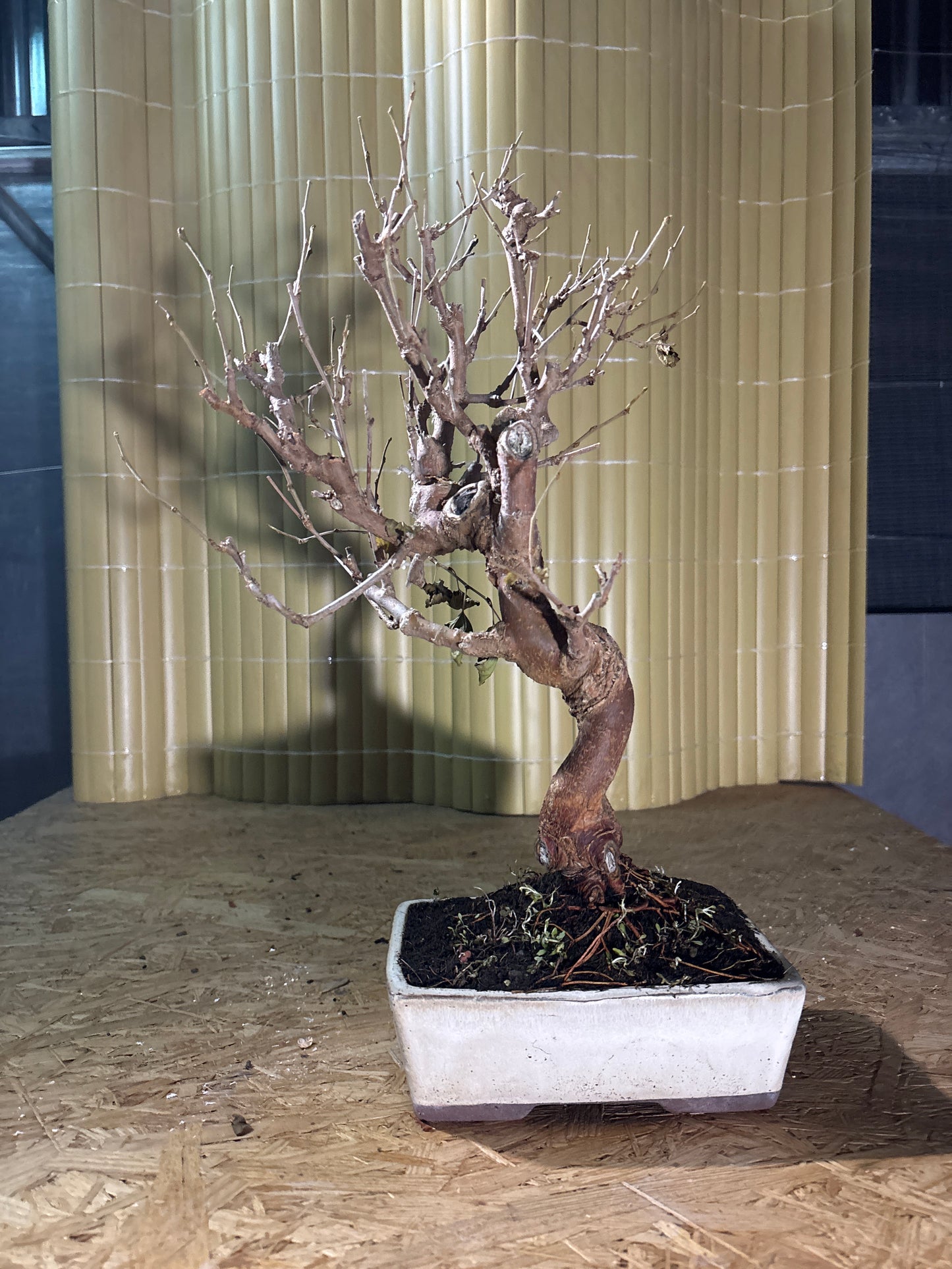 Bonsaï 10 ans Morus sp.