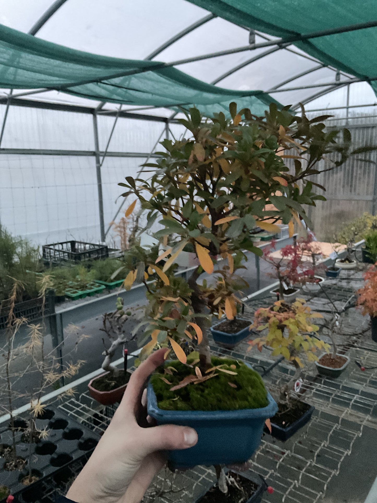 Bonsaï 10 ans Rhododendron indicum