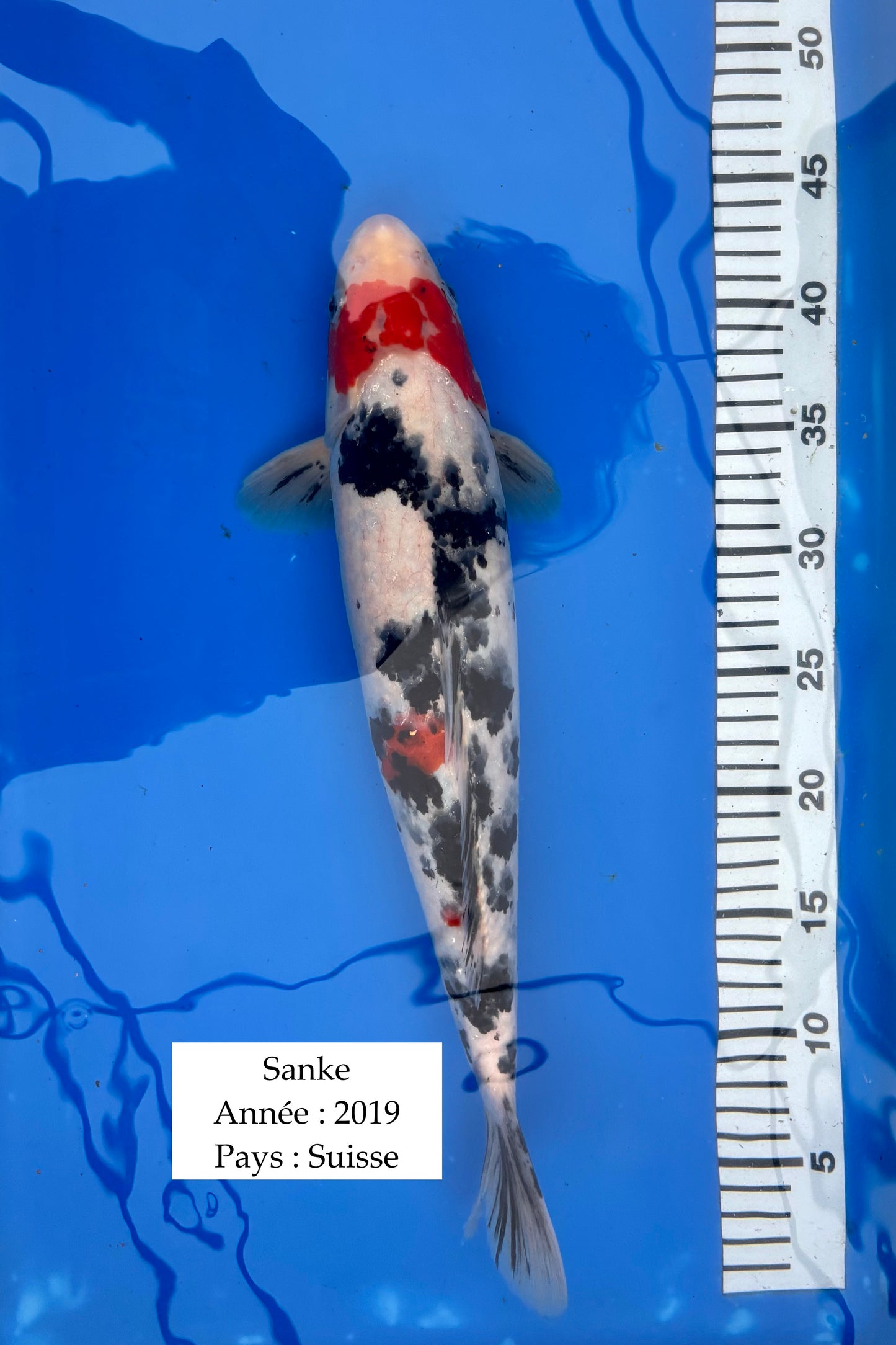 Sanke - 40 cm