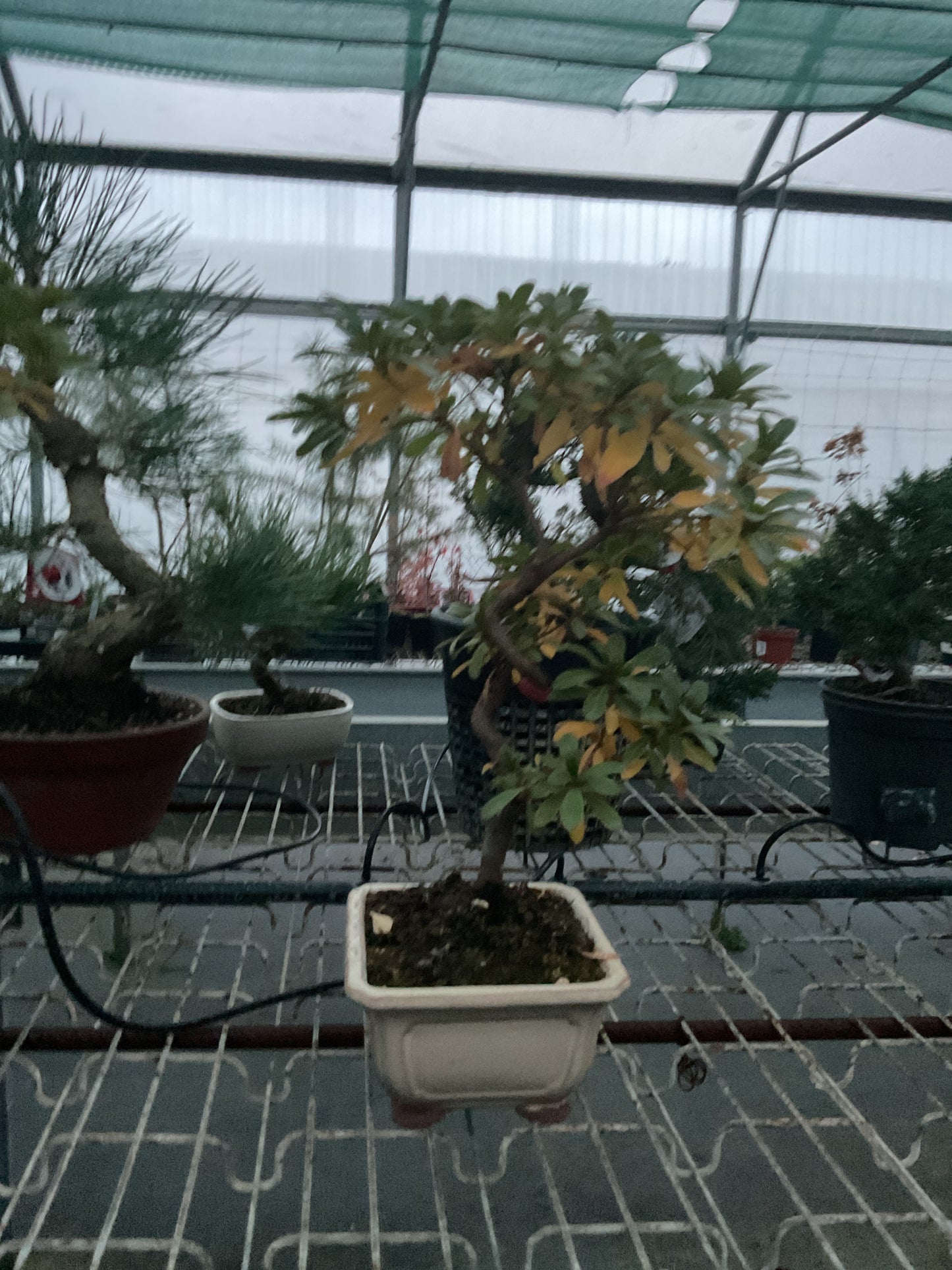 Bonsaï 10 ans Rhododendron indicum