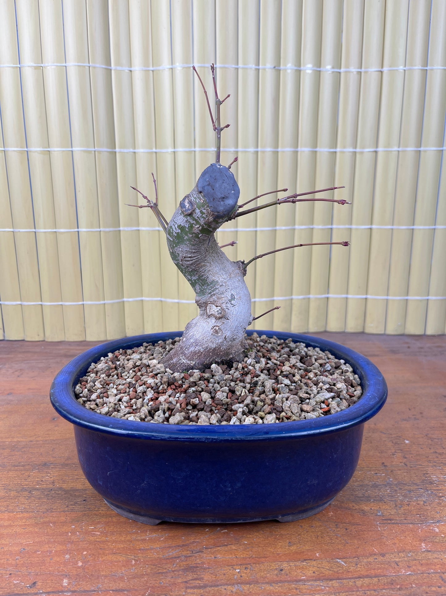 Prebonsái 15 ans Acer palmatum