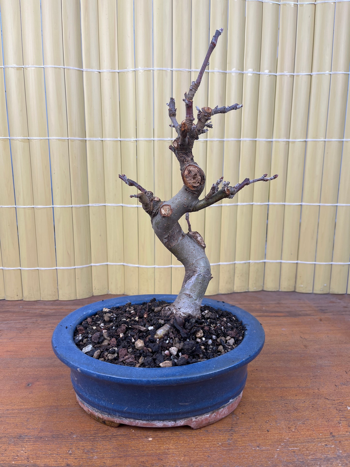 Prebonsaï 9 ans Malus sp.