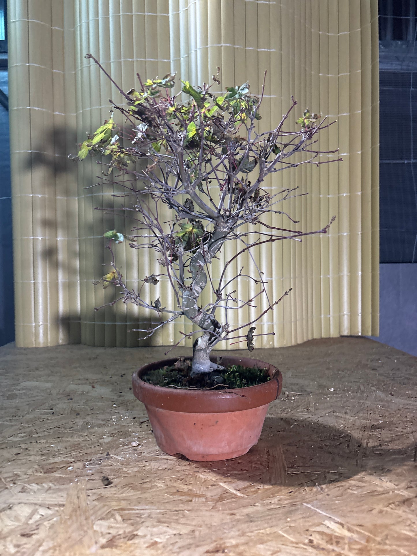 Bonsaï 19 ans Acer palmatum deshojo