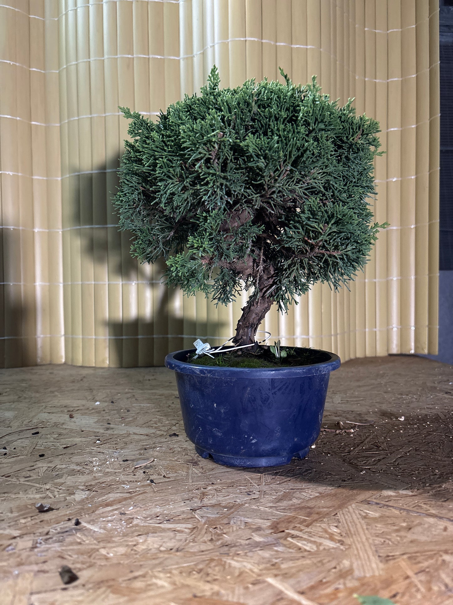 Bonsaï 17 ans Juniperus chinensis itoigawa