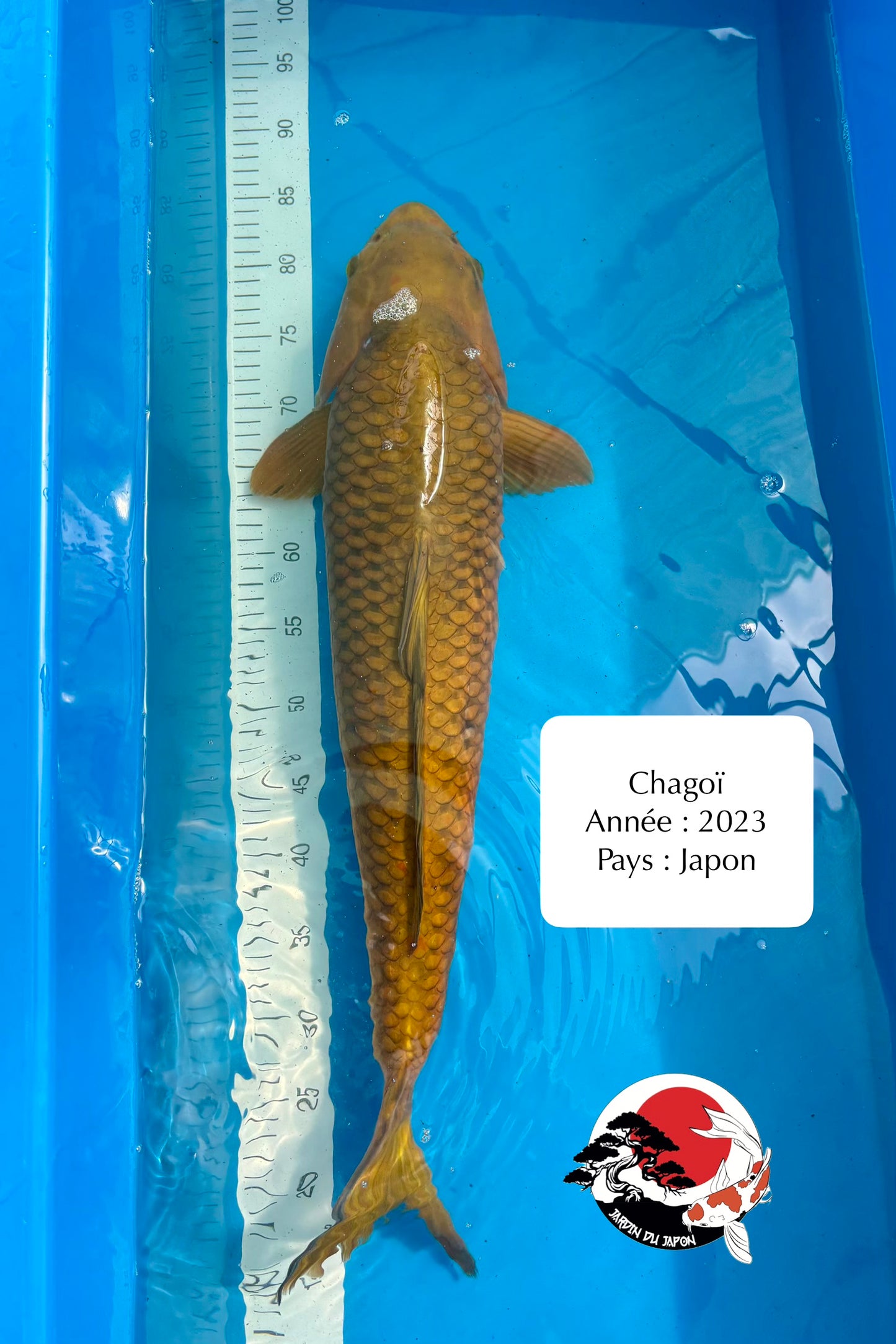 Chagoï - 72 cm
