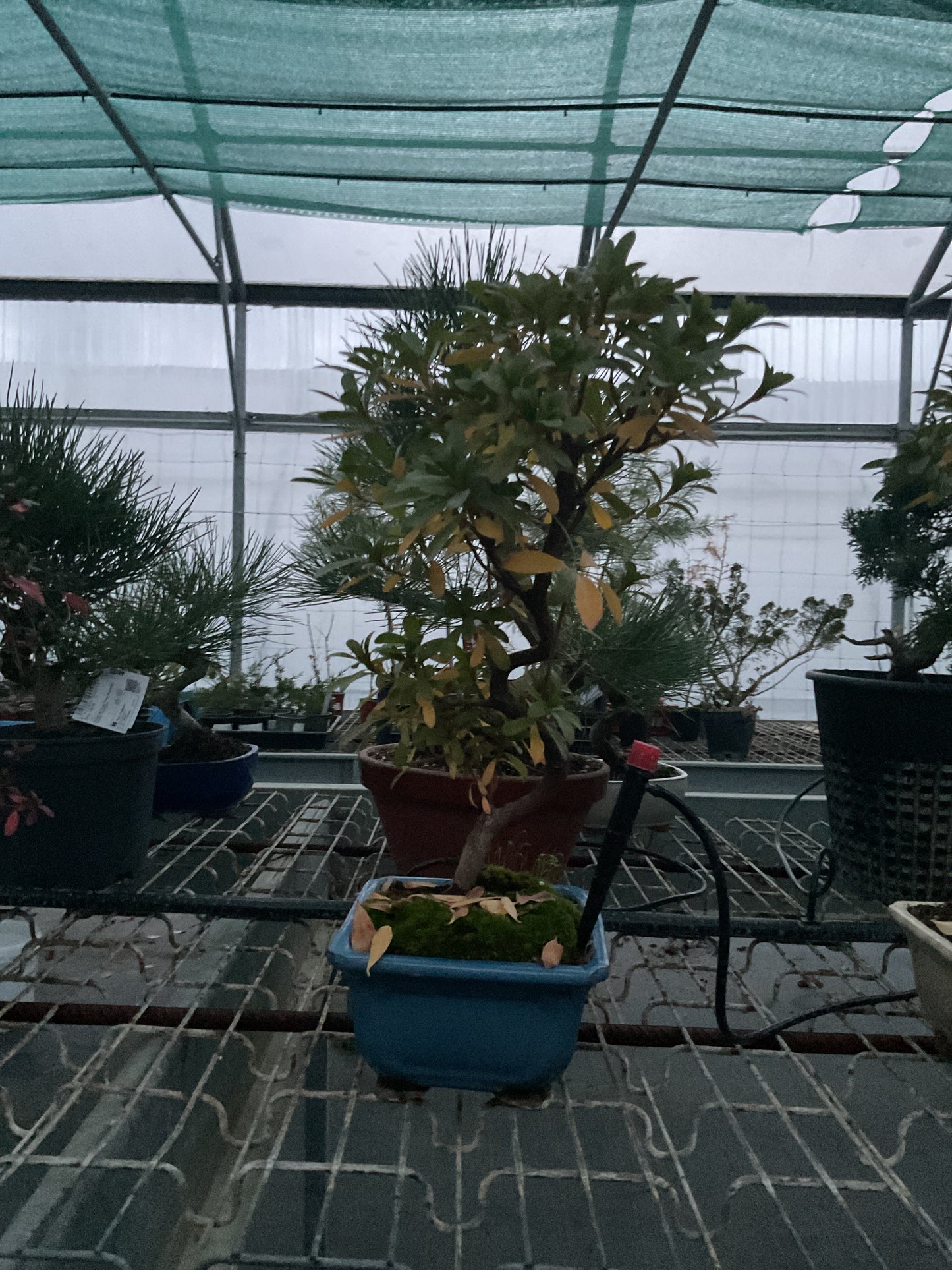 Bonsaï 10 ans Rhododendron indicum