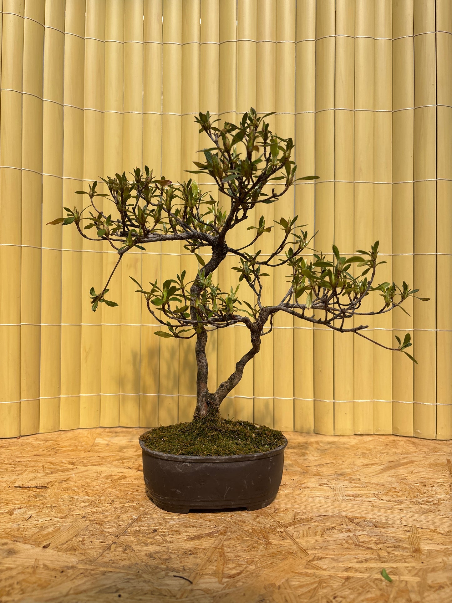 Bonsaï 10 ans Rhododendron indicum