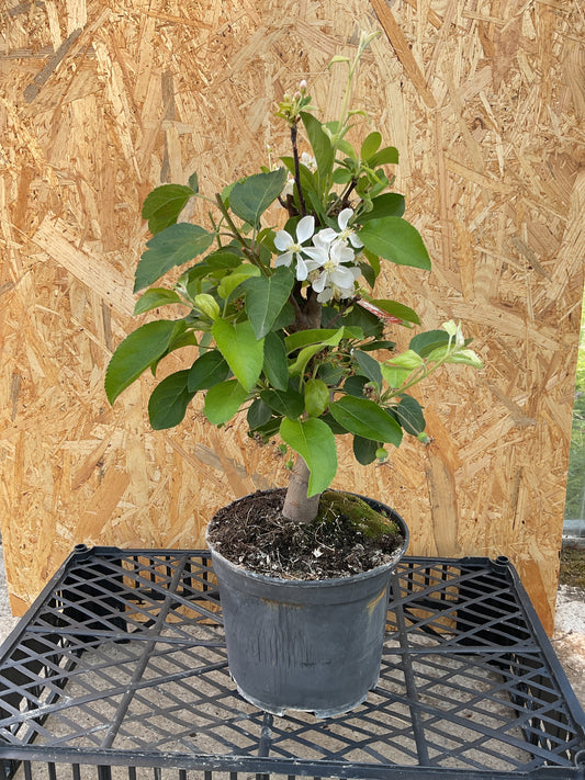 Prebonsaï 10 ans Malus sp.