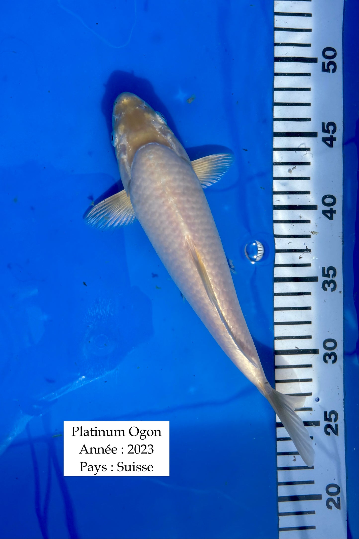 Platinum Ogon - 25 cm