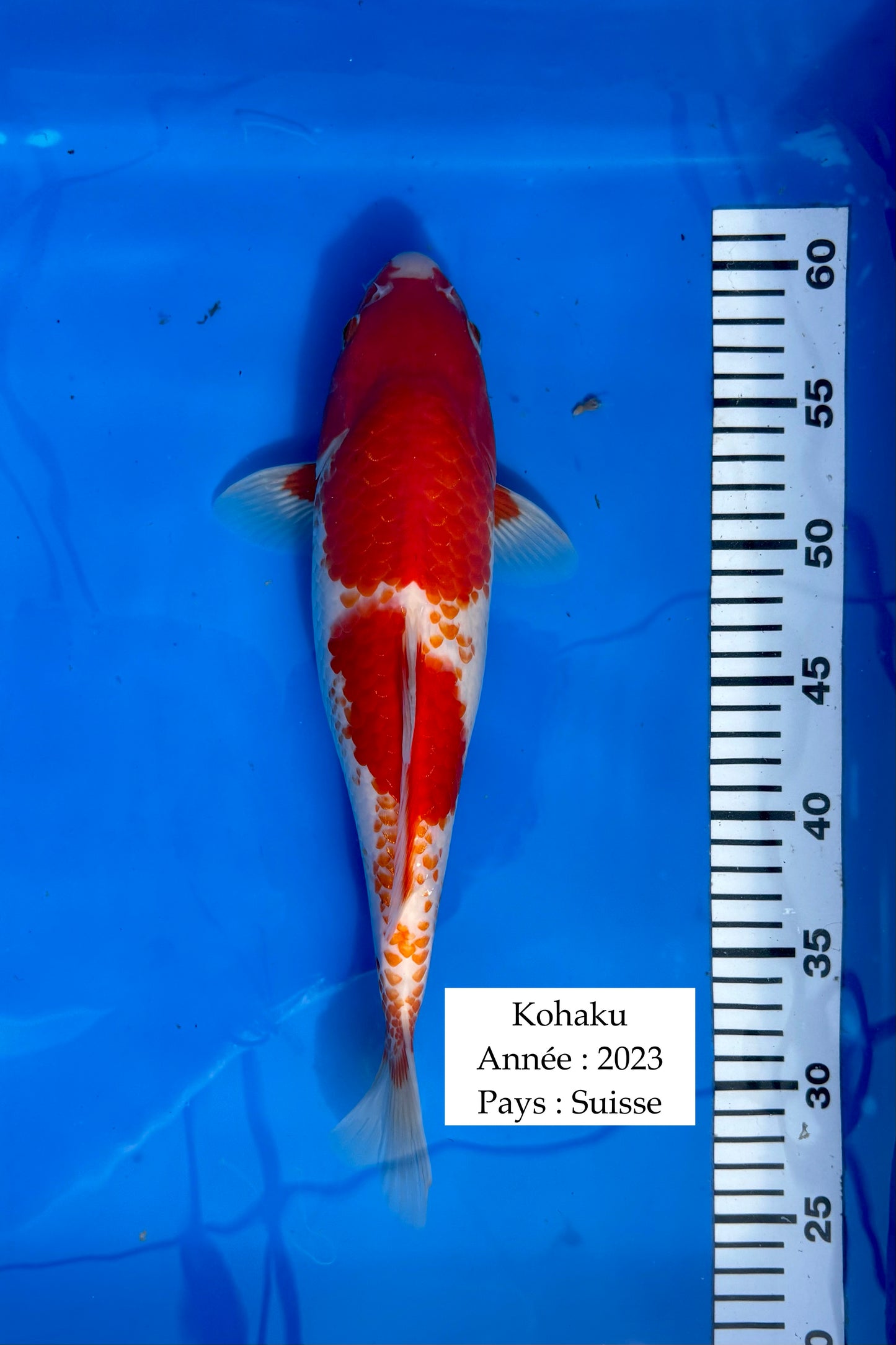 Kohaku (suisse) - 35 cm