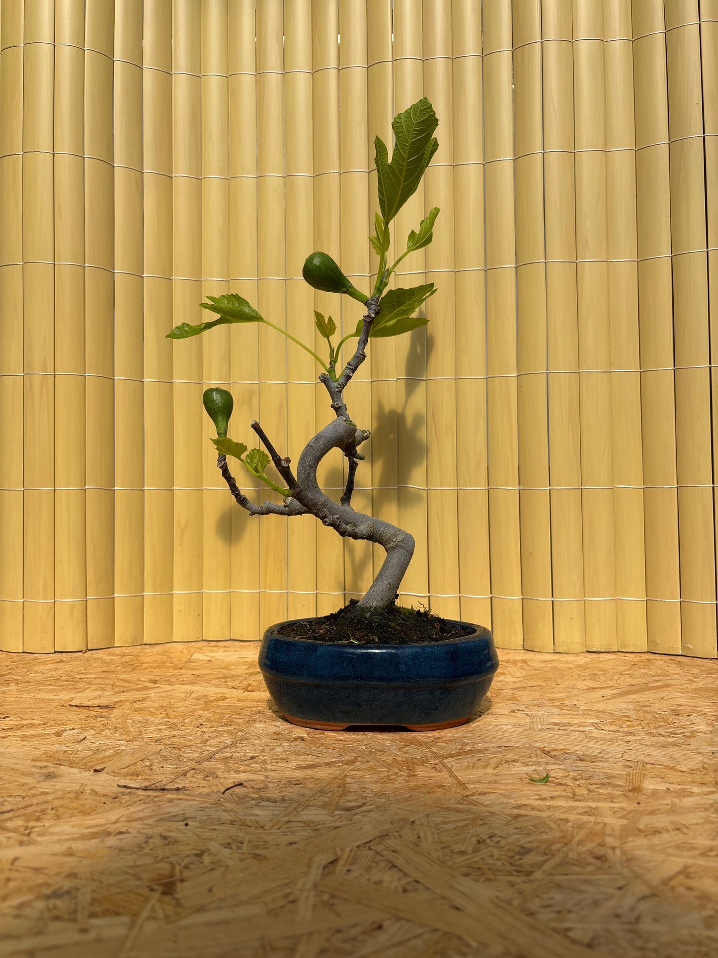 Bonsaï 7 ans Ficus carica