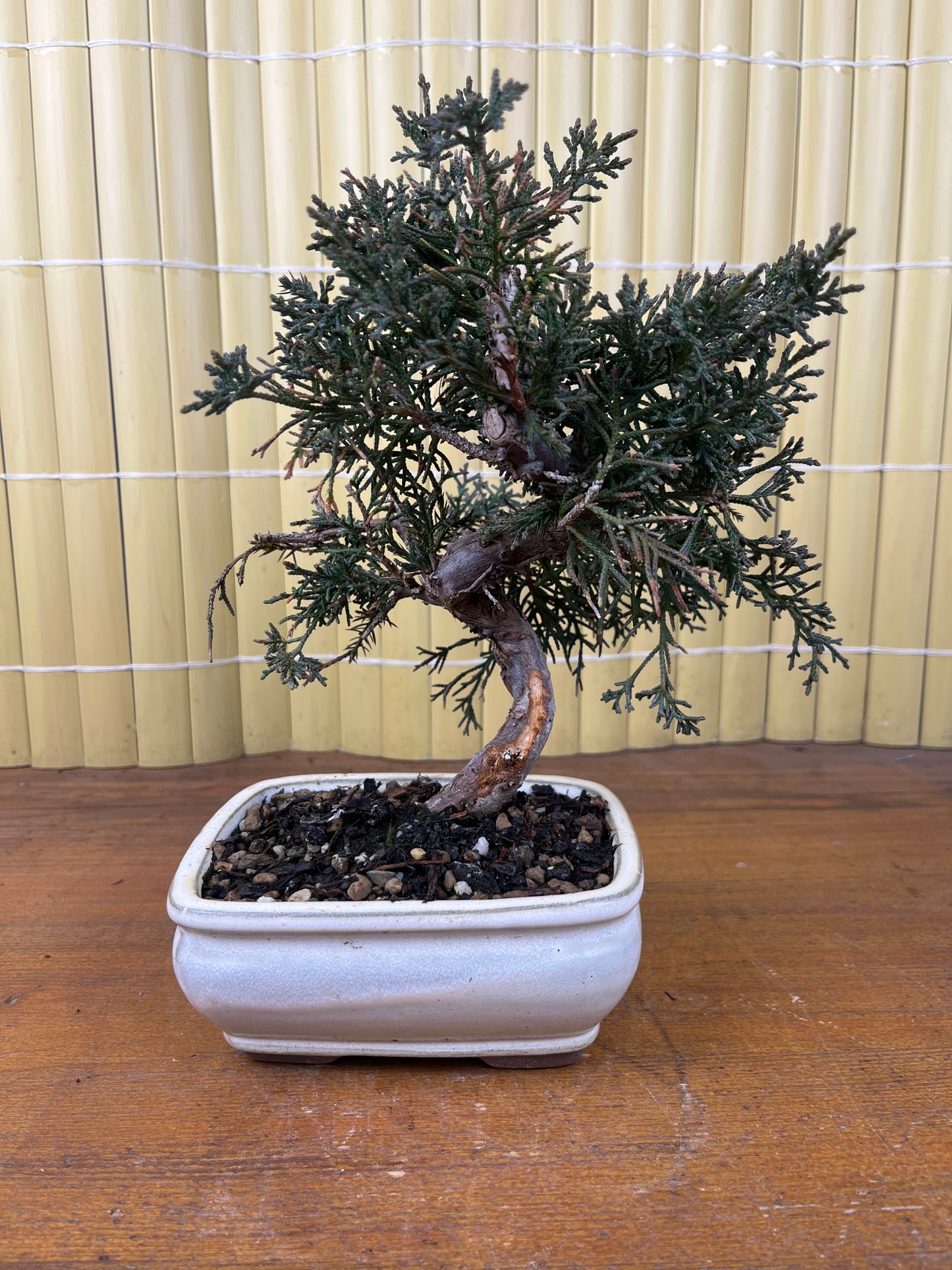 Bonsái 8 ans Juniperus chinensis kyushu