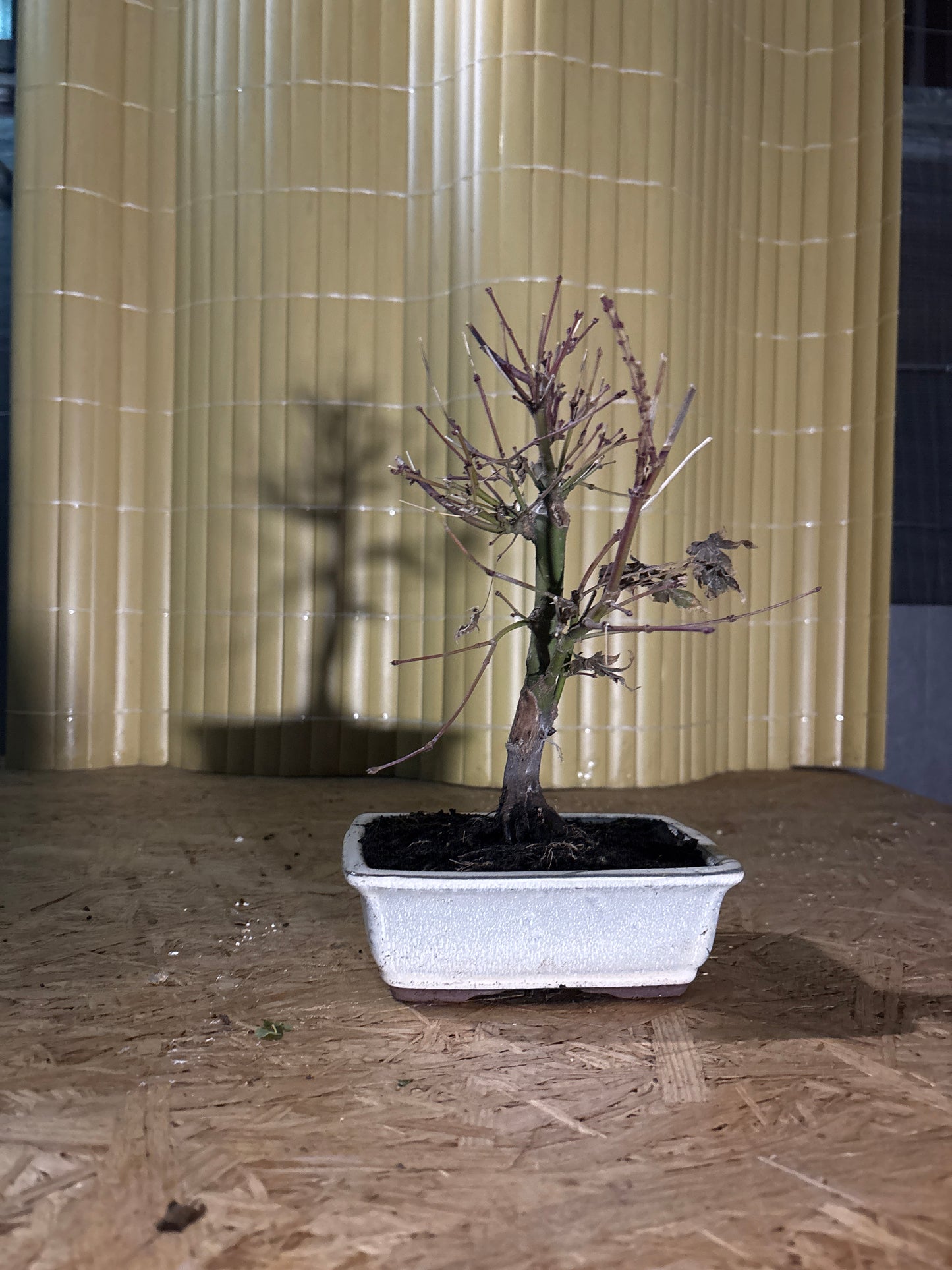 Bonsai 7 ans Acer palmatum