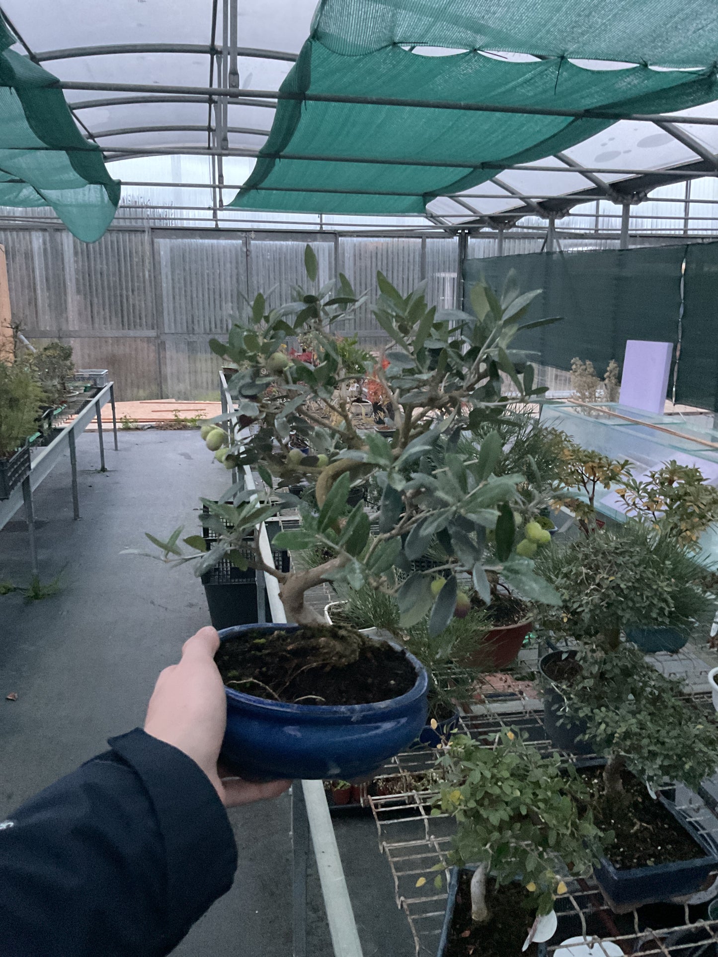 Bonsaï 9 ans Olea europaea