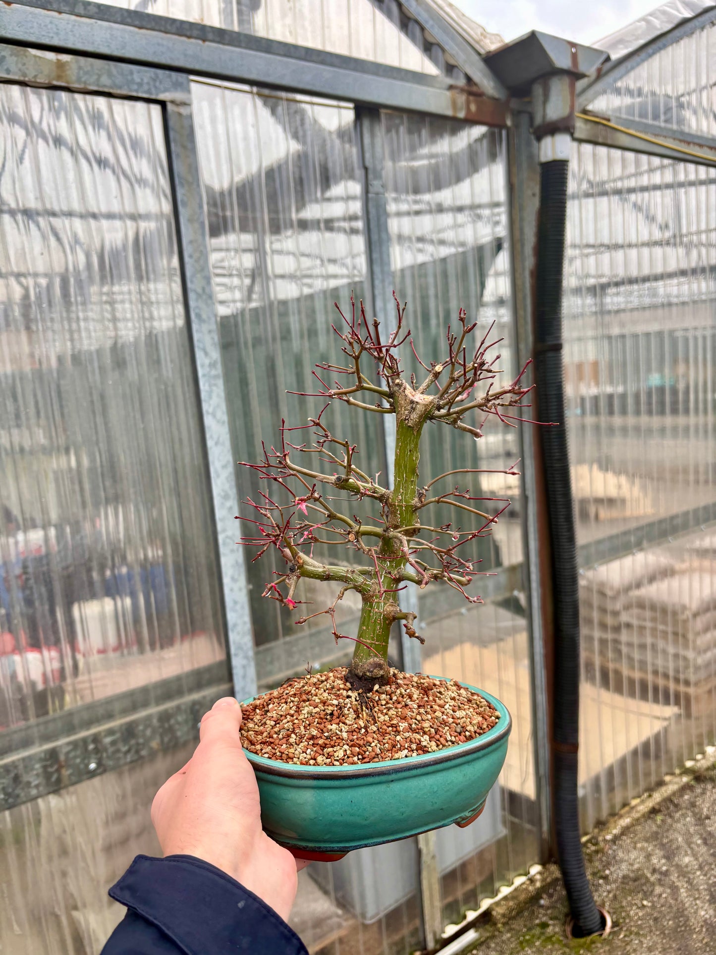 Bonsaï 16 ans Acer palmatum deshojo