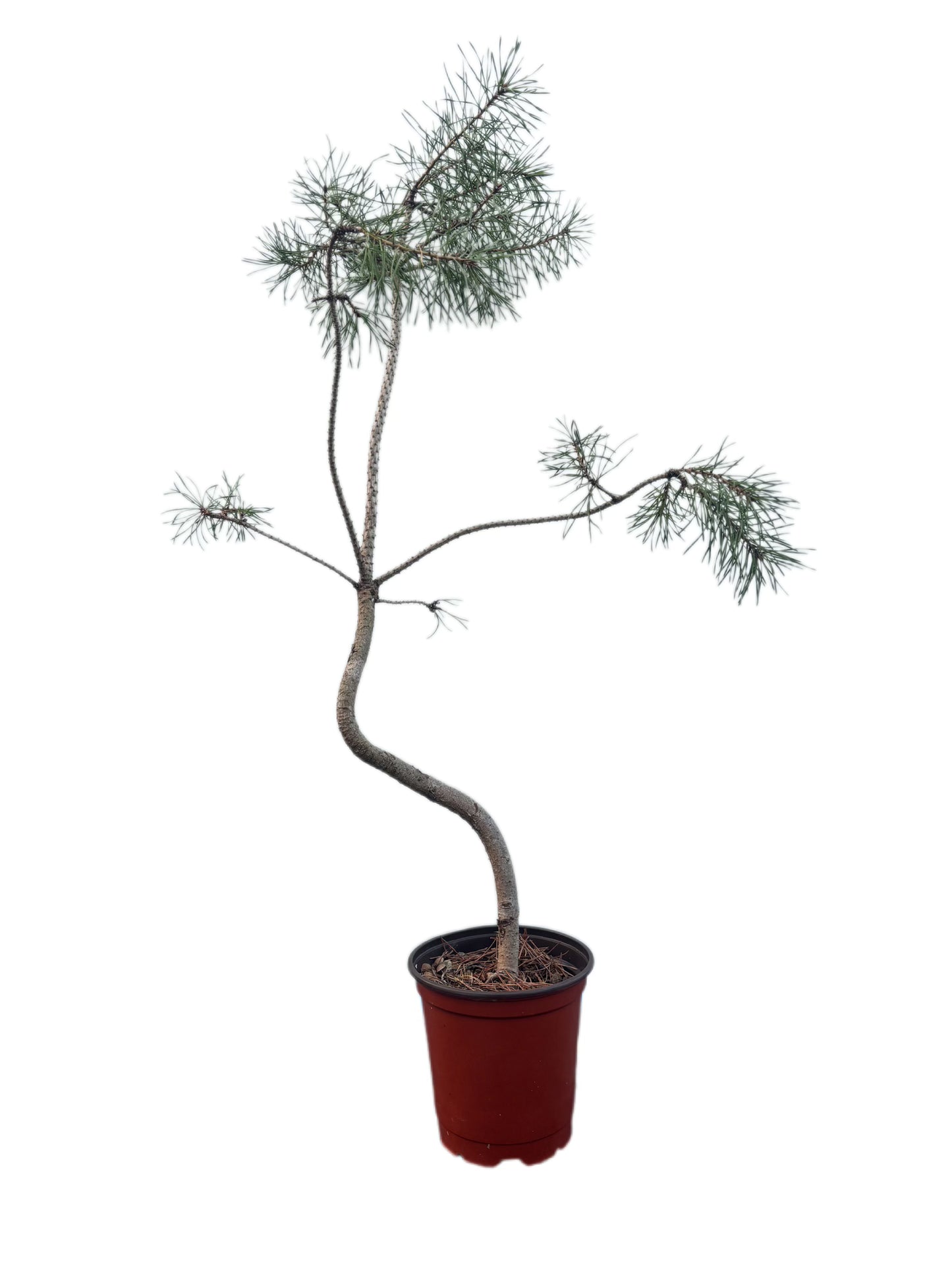 Pin Sylvestre