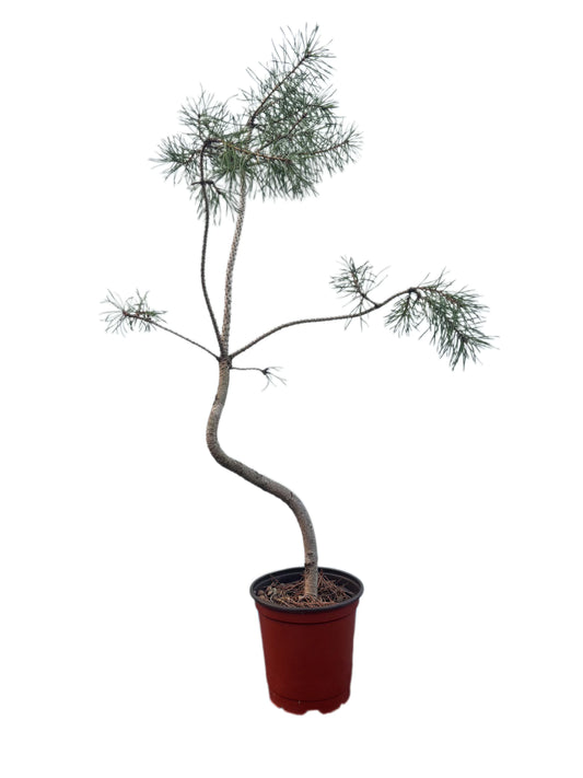 Pin Sylvestre