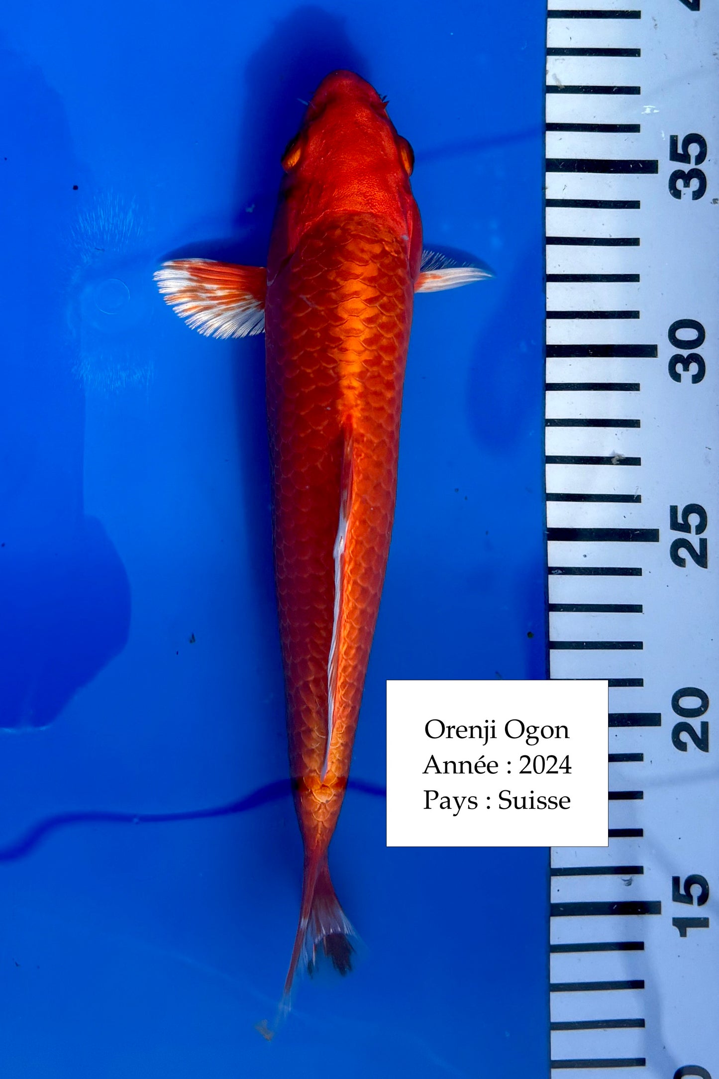 Orenji Ogon - 25 cm