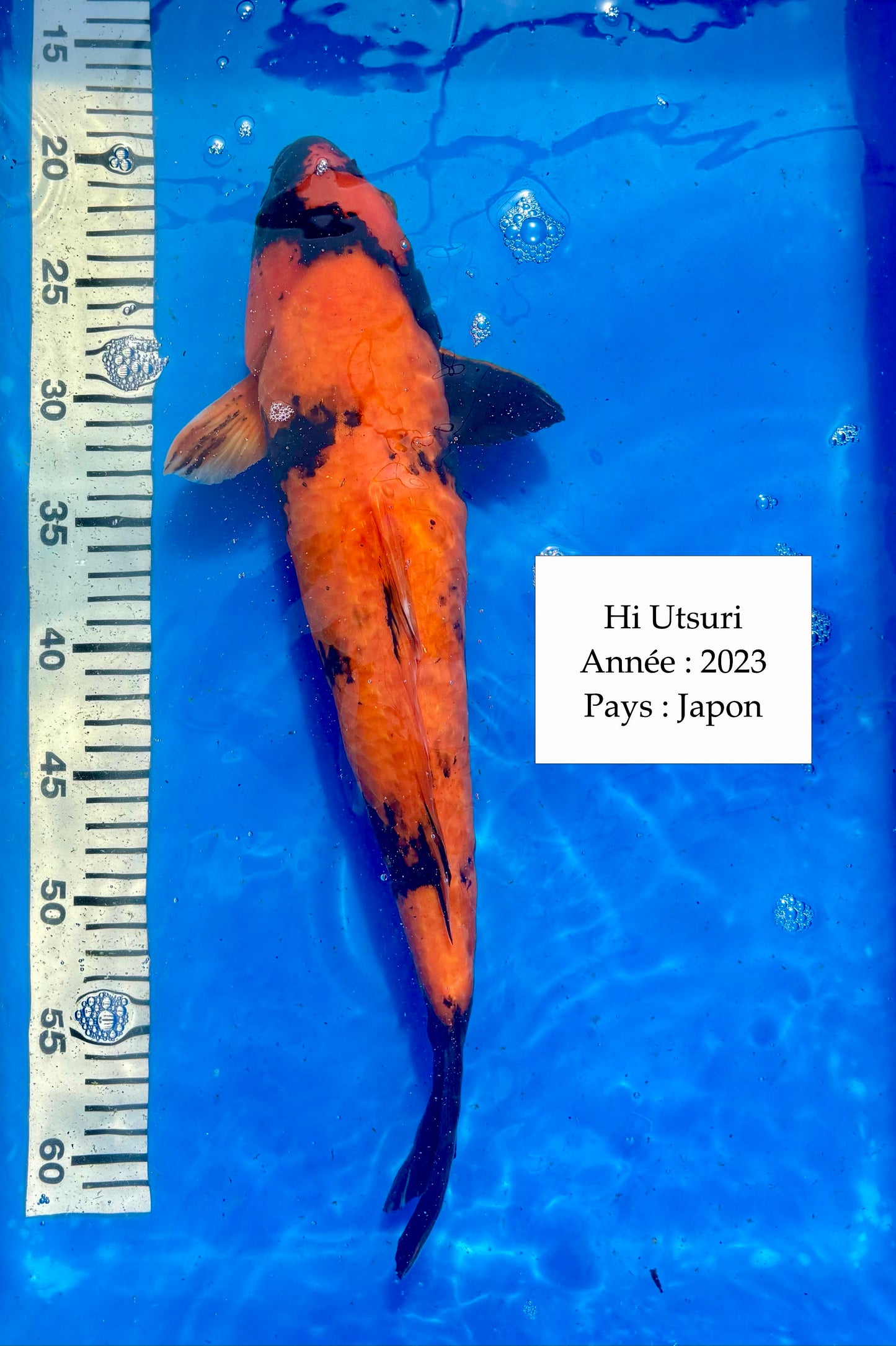 Hi Utsuri - 45 cm