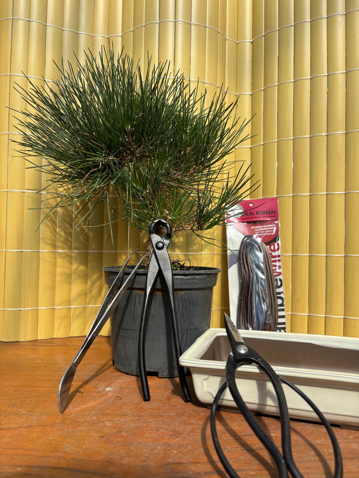 Cours initiation au bonsaï