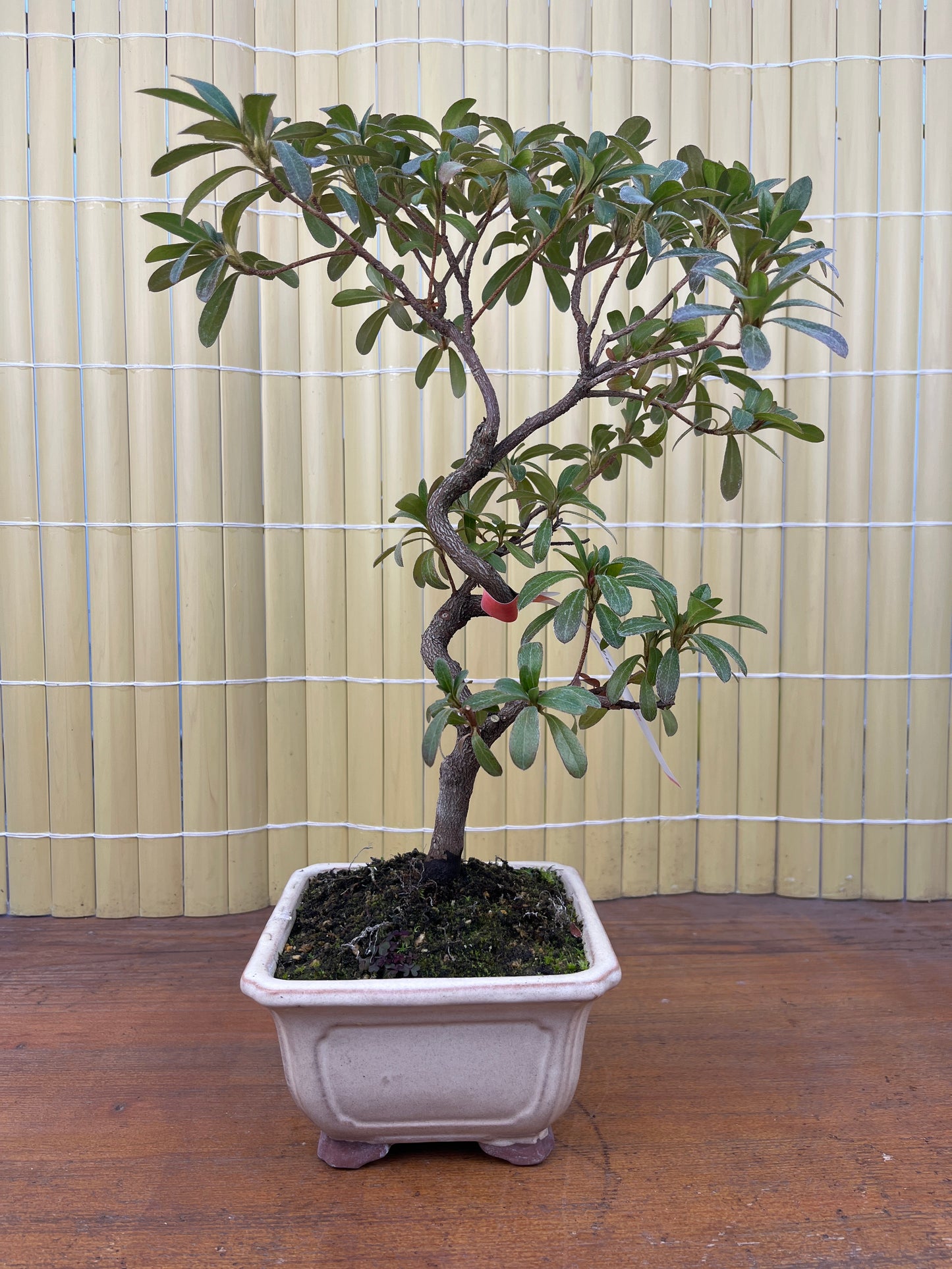 Bonsaï 10 ans Rhododendron indicum