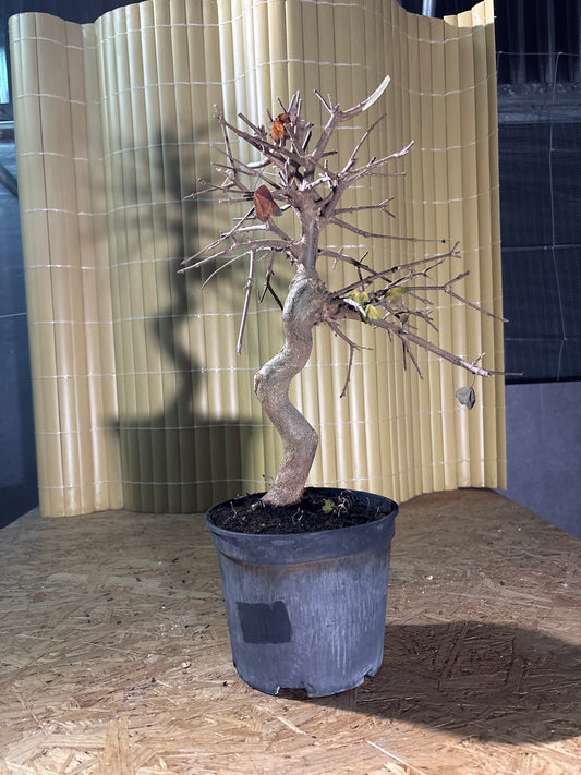 Prebonsai 14 ans Acer buergerianum