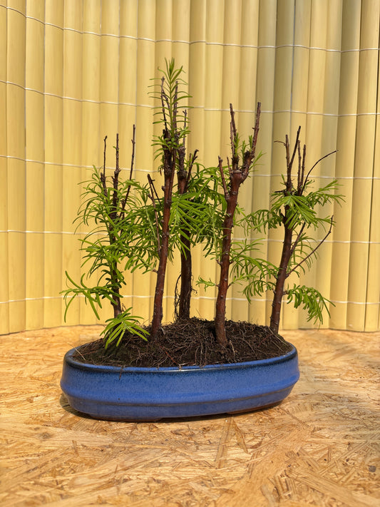Bonsaï 8 ans Metasequoia glyptostroboides