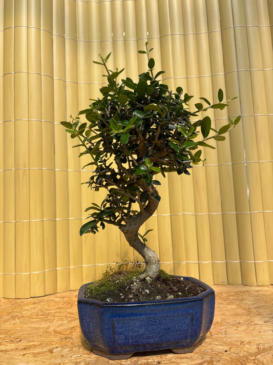 Bonsaï 9 ans Olea europaea sylvestris