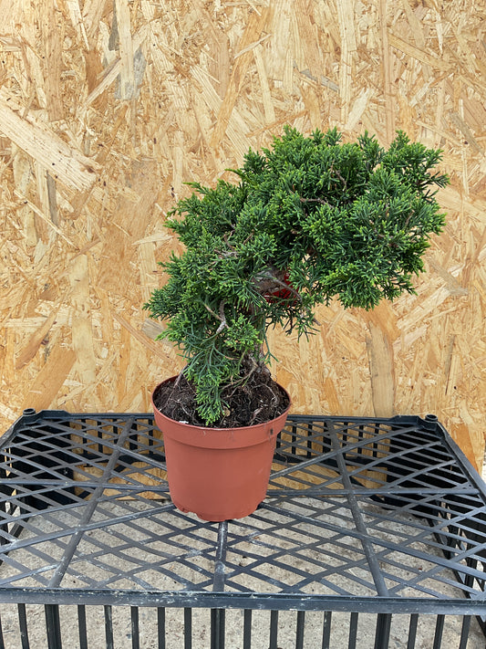 Prebonsái 9 ans Juniperus chinensis kyushu