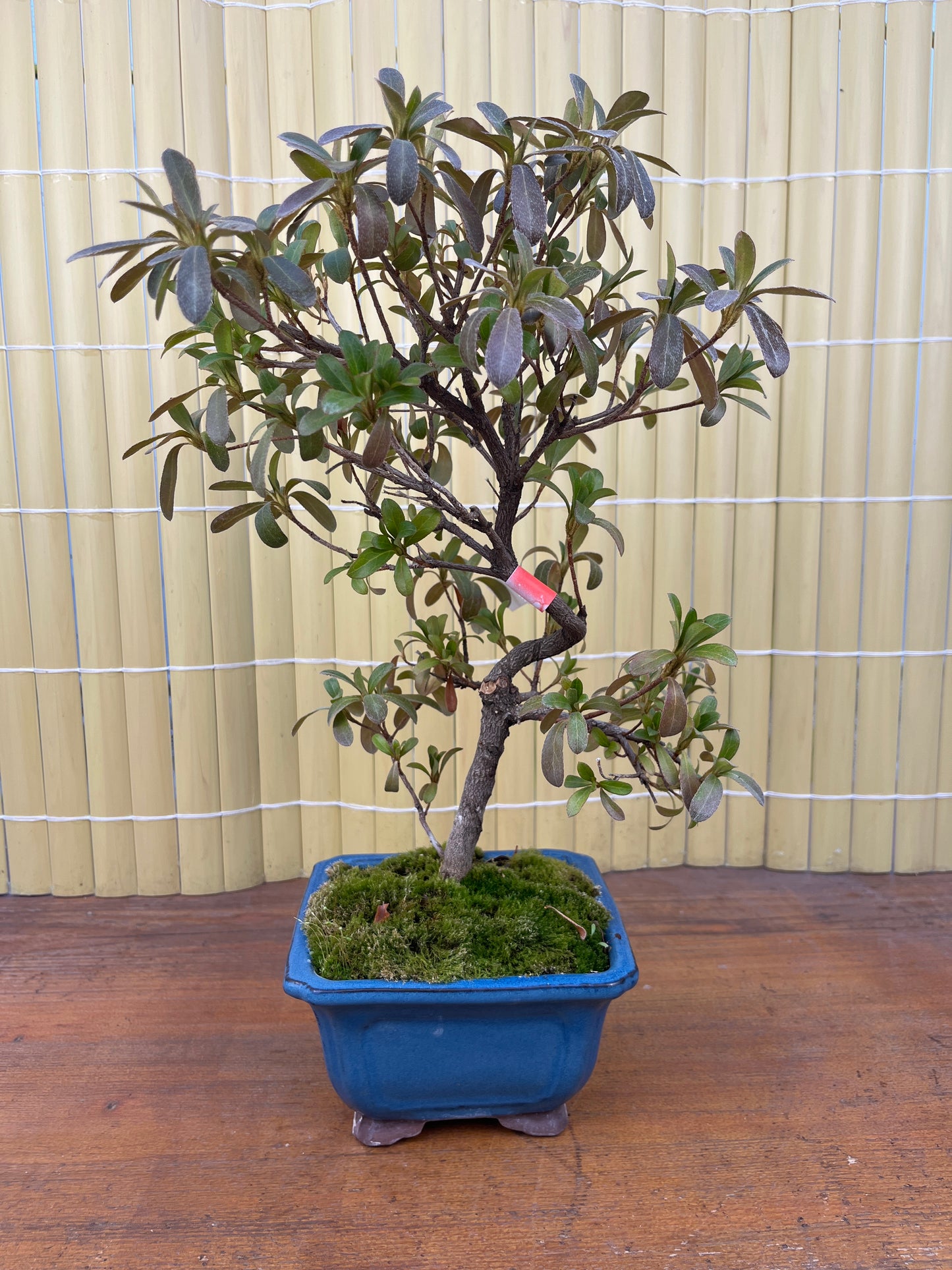 Bonsaï 10 ans Rhododendron indicum