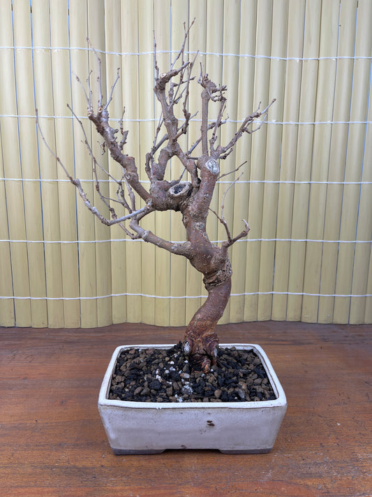 Bonsaï 10 ans Morus sp.