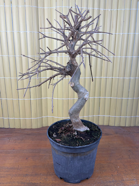 Prebonsai 14 ans Acer buergerianum