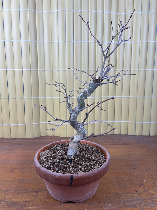 Bonsaï 19 ans Acer palmatum deshojo