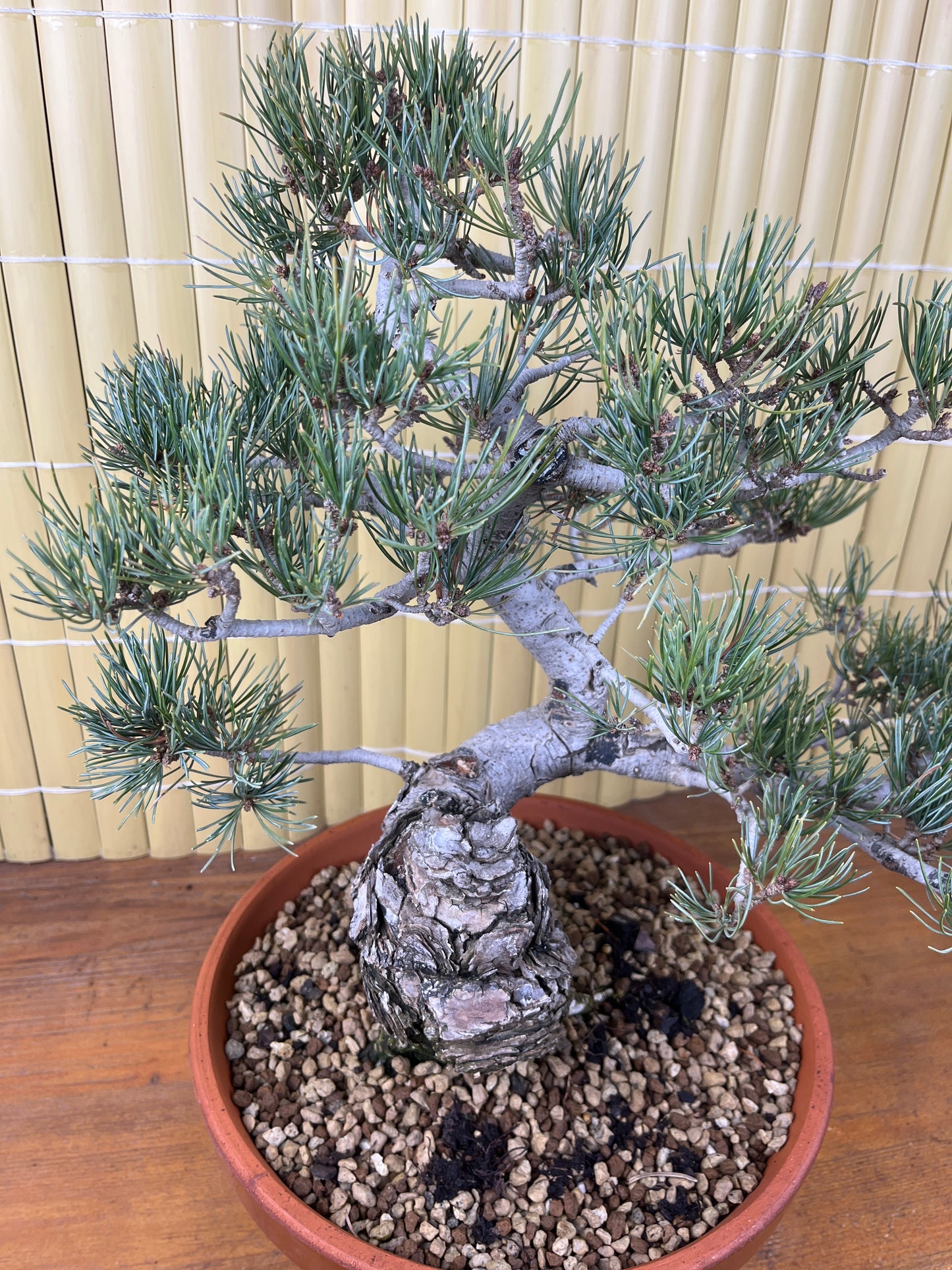 Bonsaï 29 ans Pinus pentaphylla