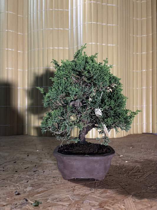Bonsaï 17 ans Juniperus chinensis itoigawa