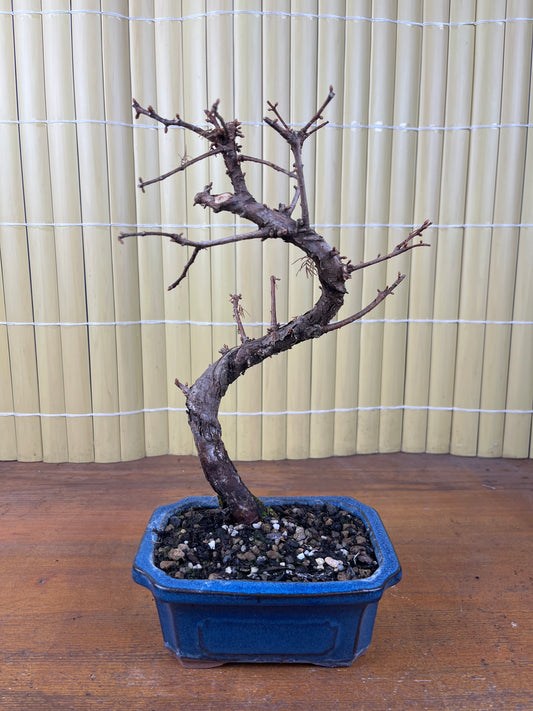 Bonsai 7 ans Metasequoia glyptostroboides