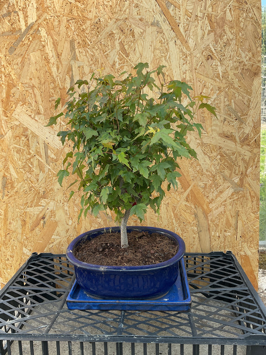 Bonsaï 14 ans Acer buergerianum