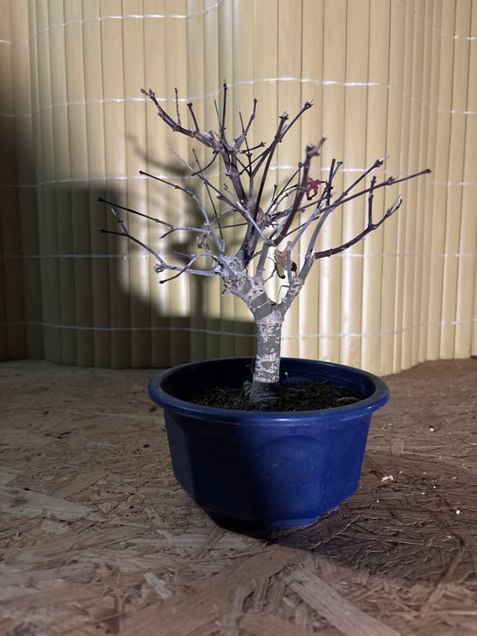 Bonsai 13 Ans Acer palmatum deshojo