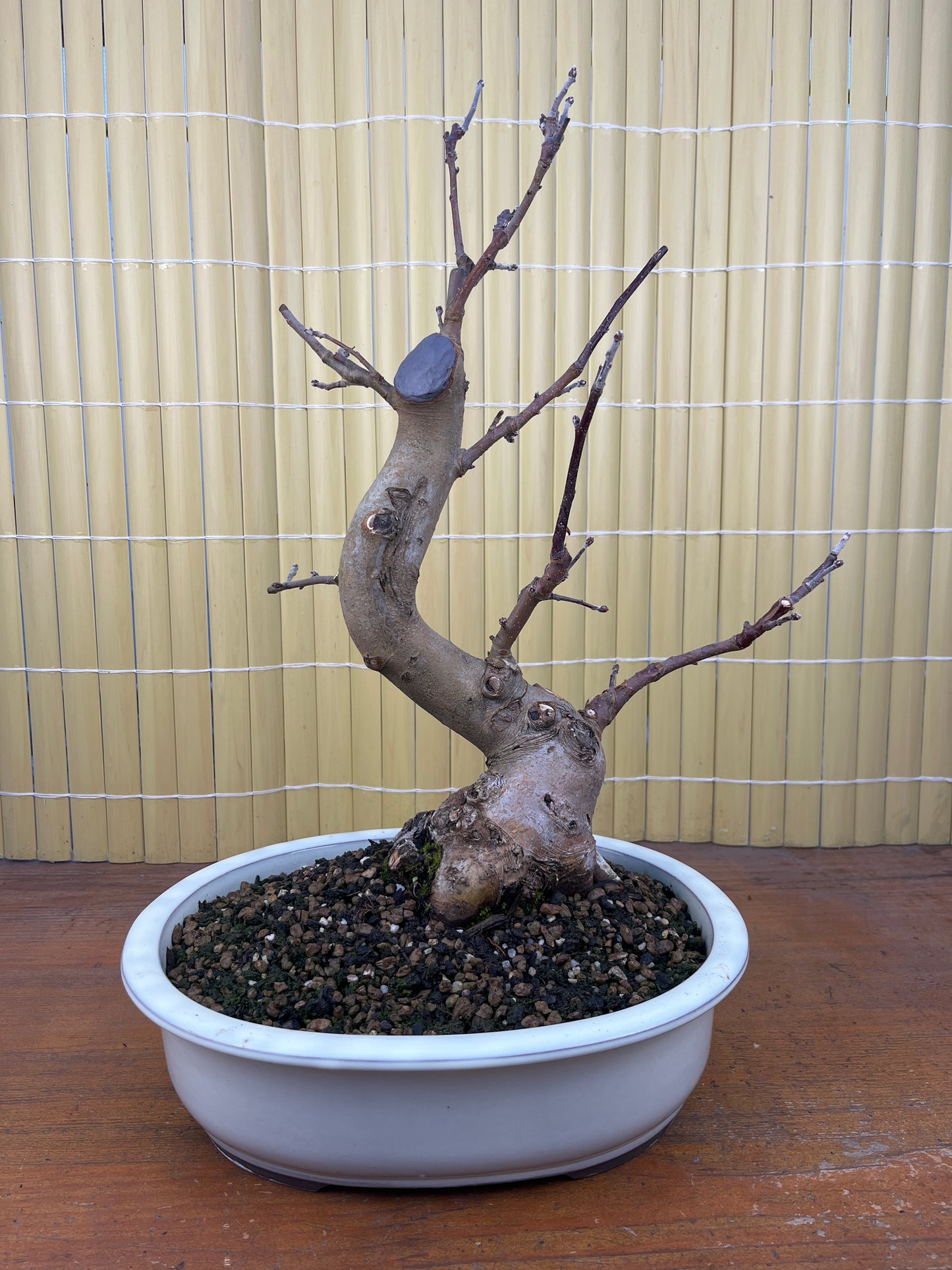 Prebonsai 15 ans Malus sp.
