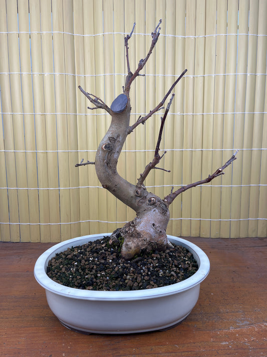 Prebonsai 15 ans Malus sp.