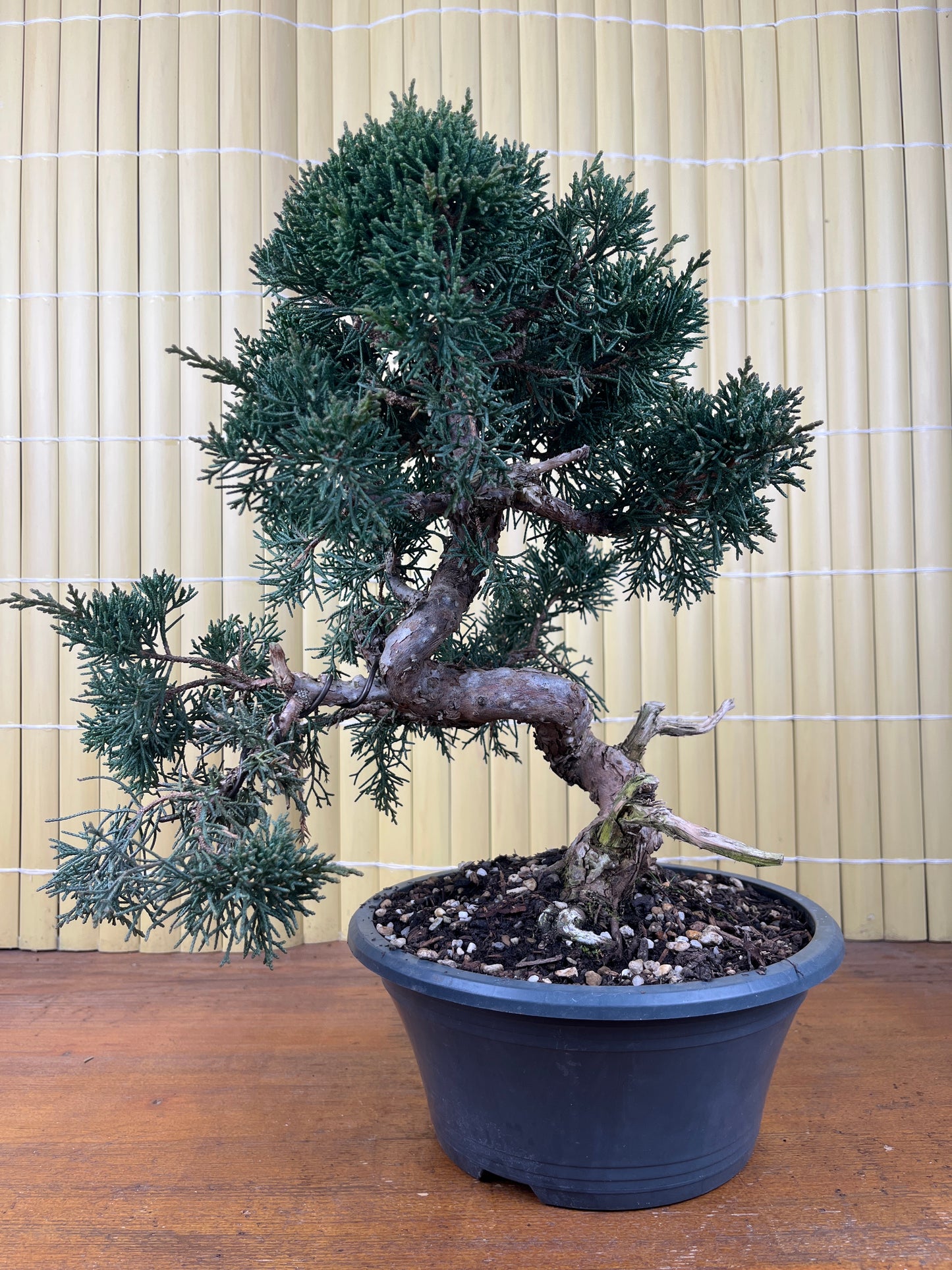 Prebonsái 23 ans Juniperus chinensis Itoigawa