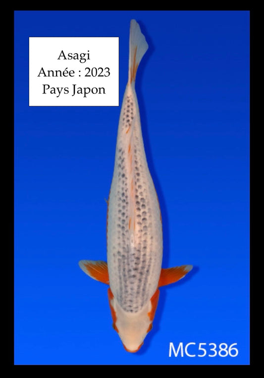 Asagi - 54 cm