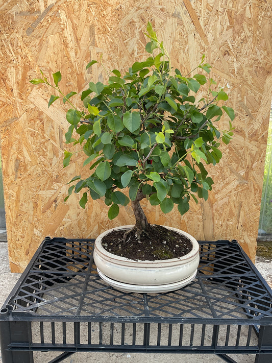 Bonsai 13 ans Prunus mahaleb
