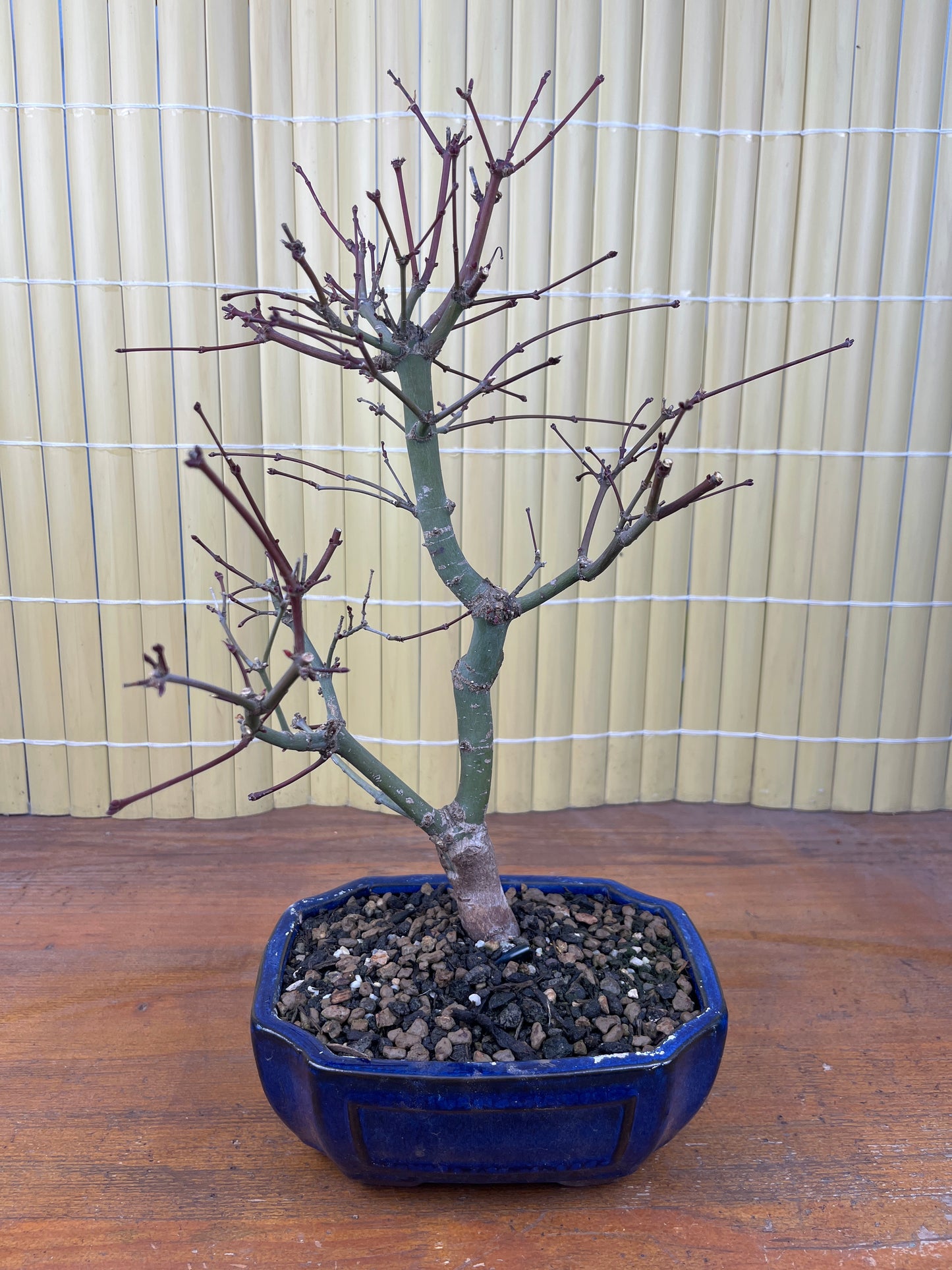 Bonsai 10 Ans Acer palmatum deshojo