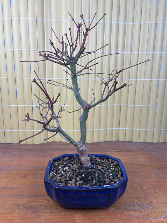 Bonsai 10 Ans Acer palmatum deshojo