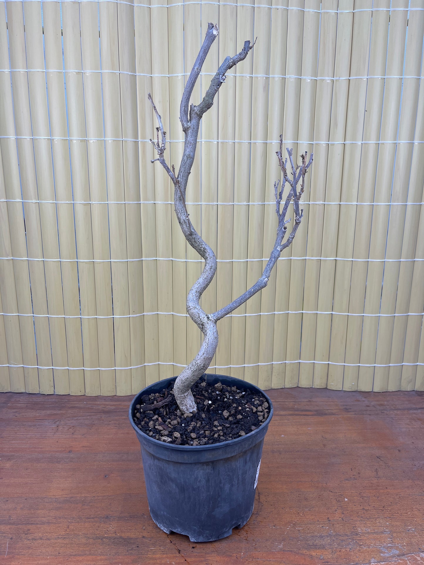 Prebonsai 12 ans Wisteria floribunda
