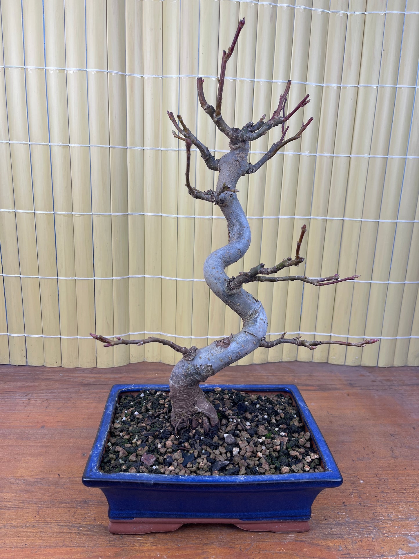 Bonsaï 12 ans Liquidambar sp.