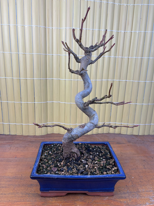 Bonsaï 12 ans Liquidambar sp.