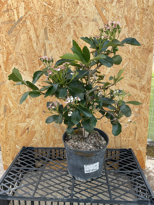 Prebonsaï 14 ans Crataegus sp.